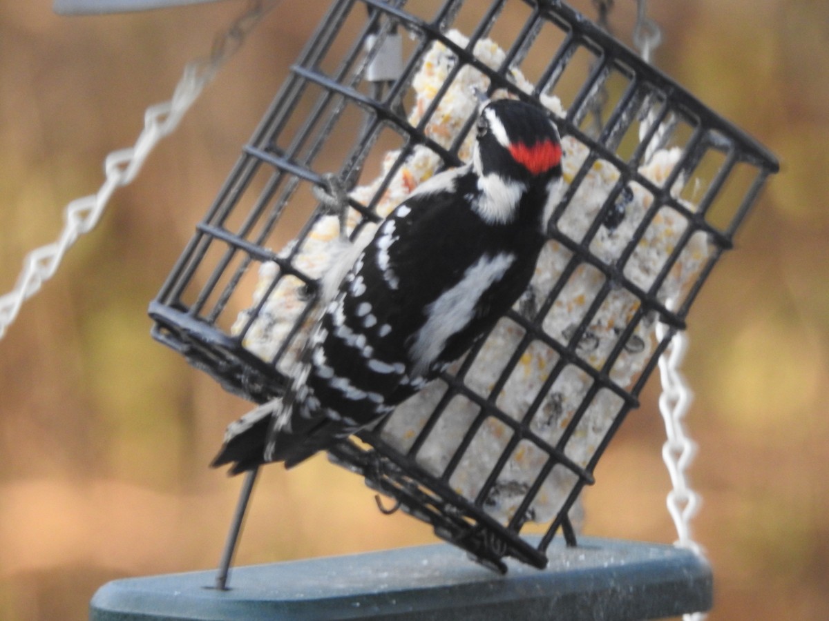 Downy Woodpecker - ML647157322