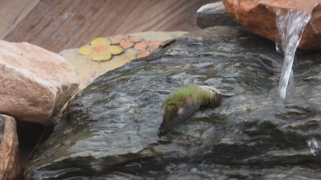 Calliope Hummingbird - ML647157323