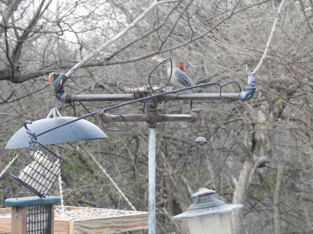 シマセゲラ - ML647157324