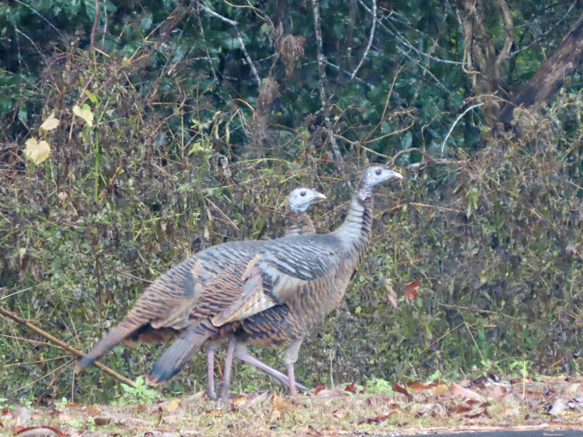 Wild Turkey - ML647157326