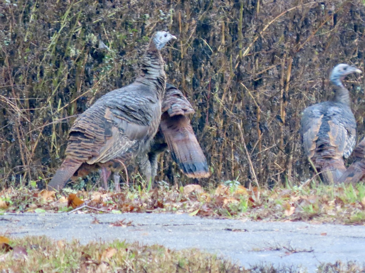 Wild Turkey - ML647157327