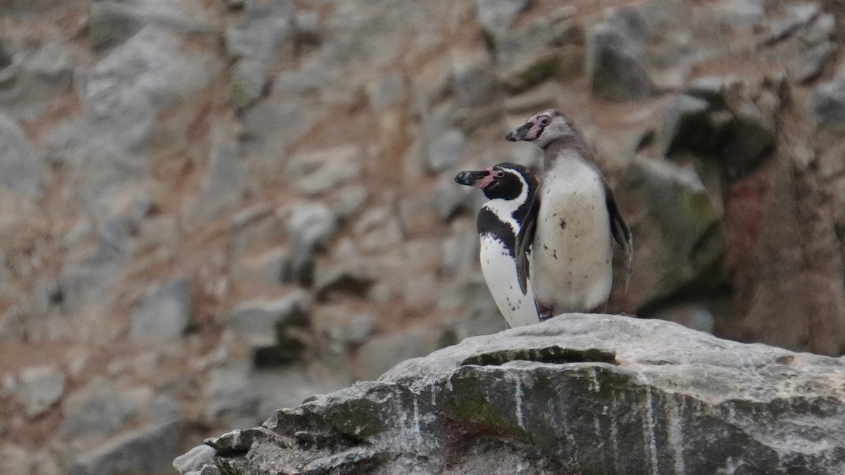 Humboldt Penguin - ML647157330