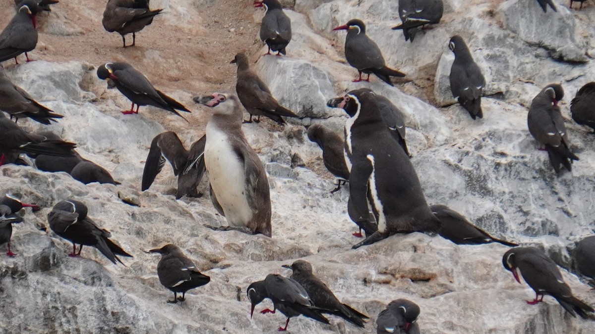 Humboldt Penguin - ML647157331