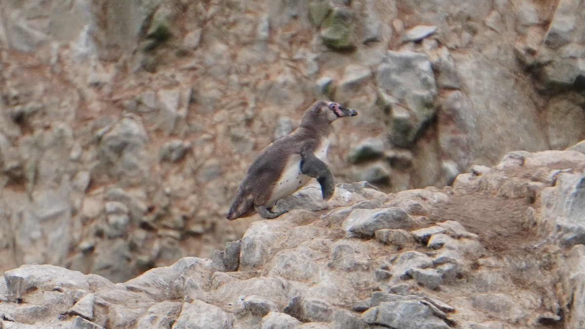 Humboldt Penguin - ML647157332