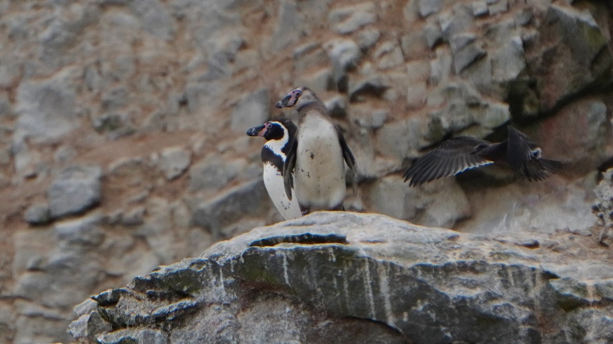 Humboldt Penguin - ML647157333