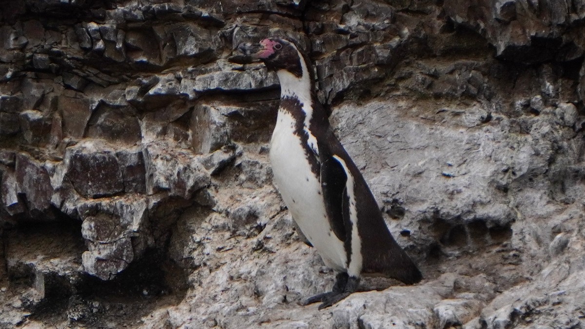 Humboldt Penguin - ML647157334