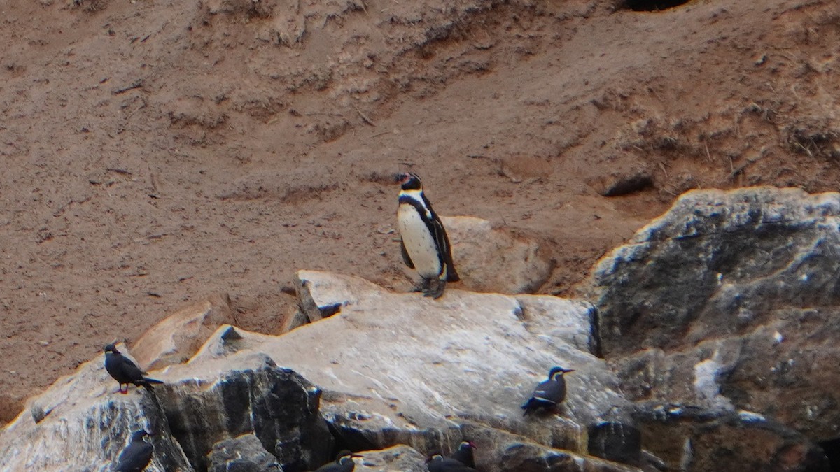 Humboldt Penguin - ML647157335