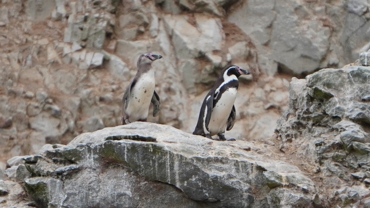 Humboldt Penguin - ML647157336