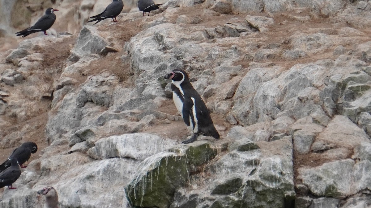 Humboldt Penguin - ML647157337