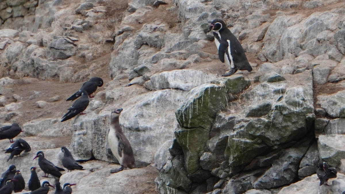 Humboldt Penguin - ML647157338