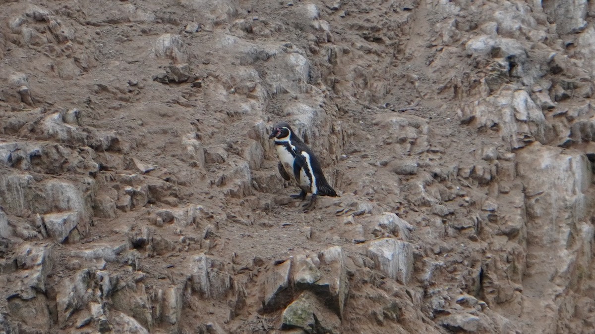 Humboldt Penguin - ML647157339