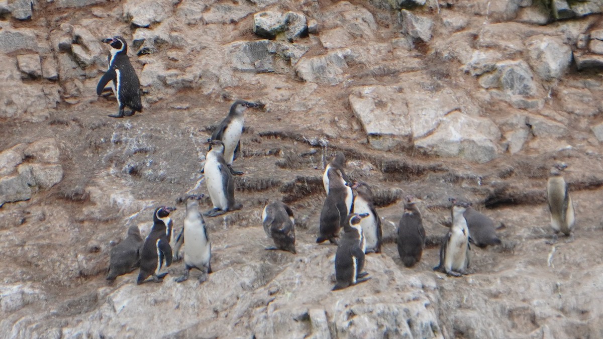 Humboldt Penguin - ML647157340