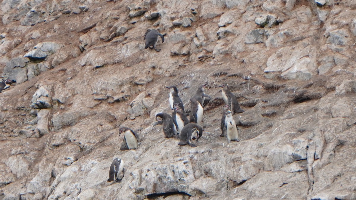 Humboldt Penguin - ML647157341