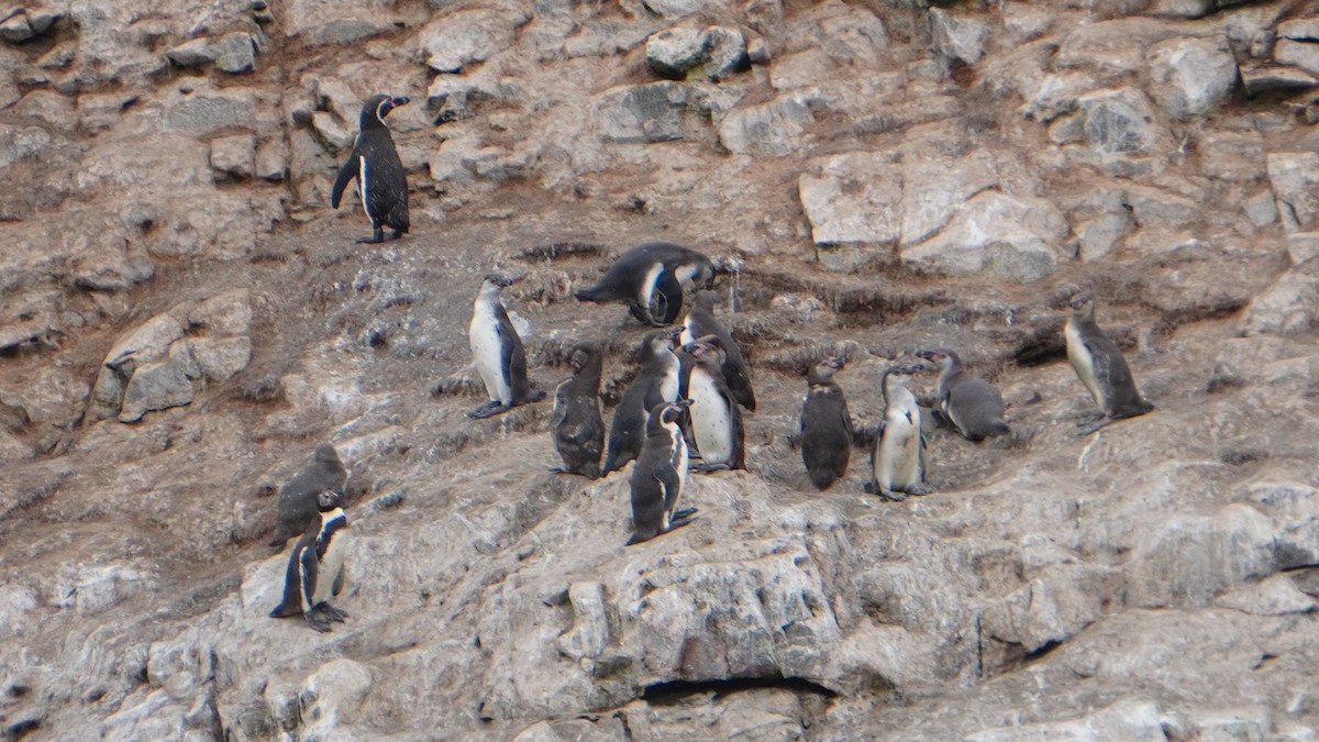 Humboldt Penguin - ML647157342