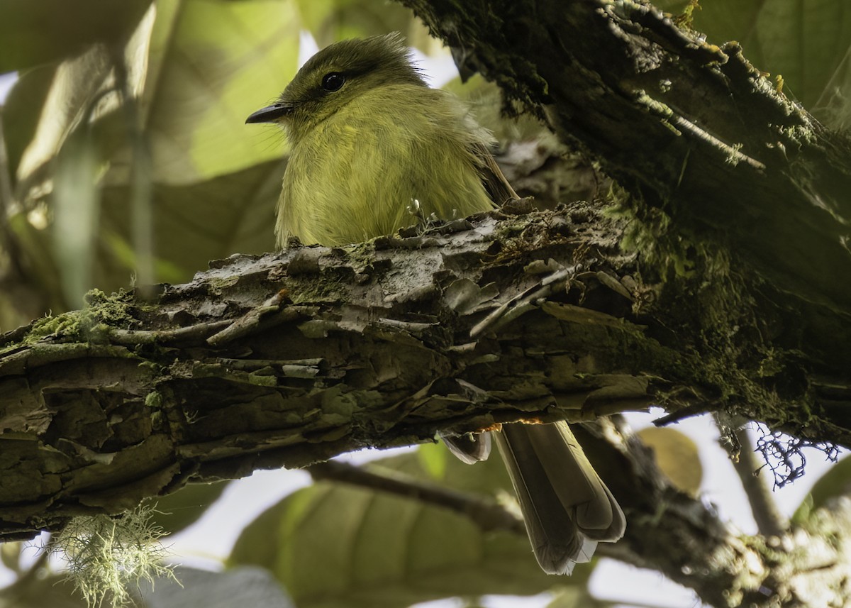 Flavescent Flycatcher - ML647157343