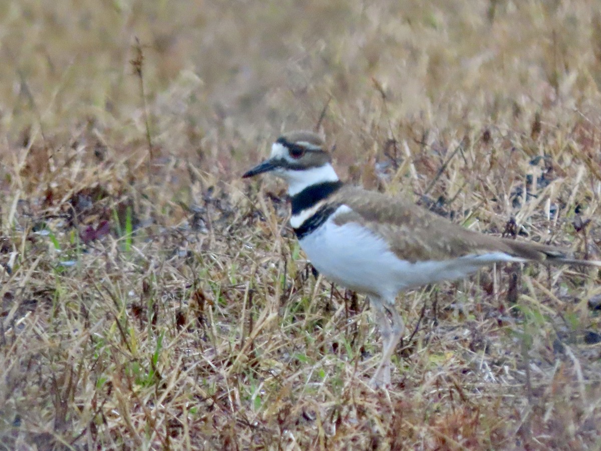 Killdeer - ML647157344