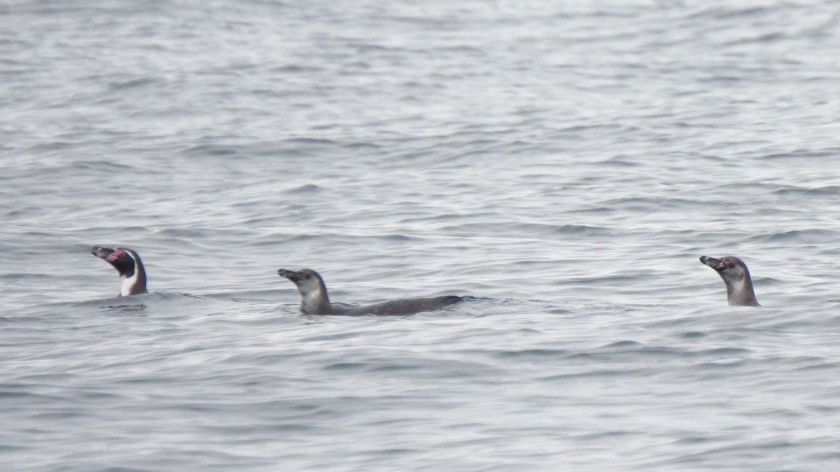 Humboldt Penguin - ML647157345