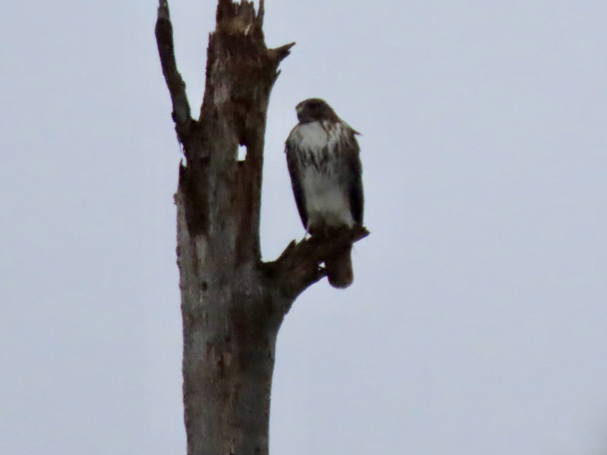 Red-tailed Hawk - ML647157348