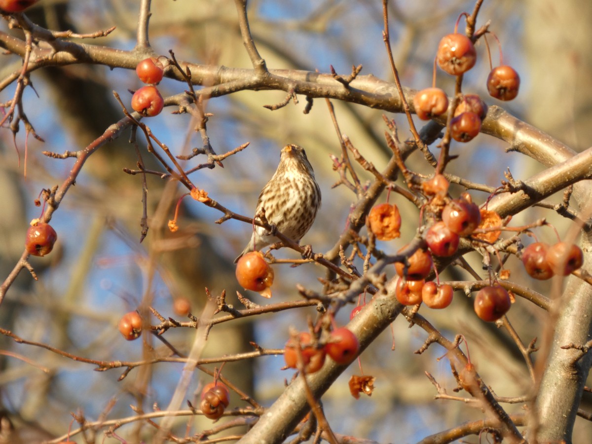 Purple Finch - ML647157351
