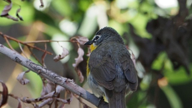 Yellow-breasted Chat - ML647157357