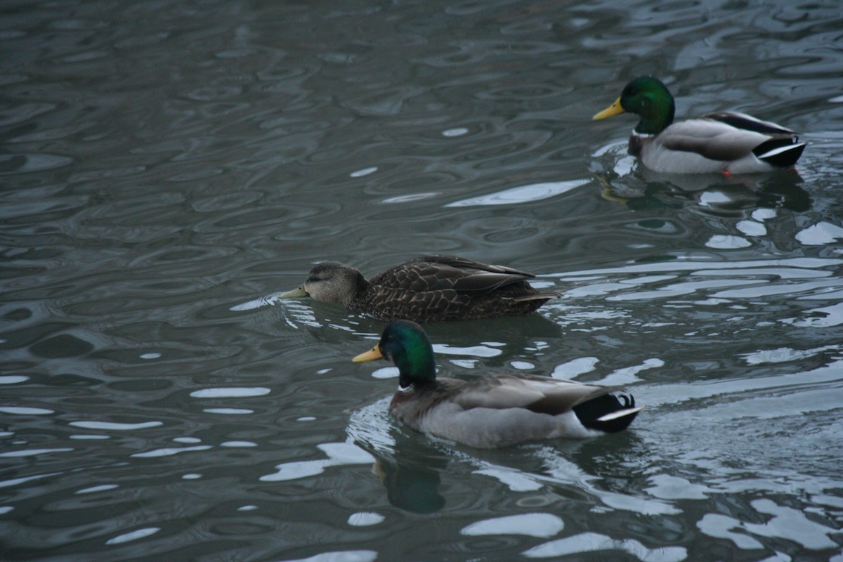 アメリカガモ - ML647157385