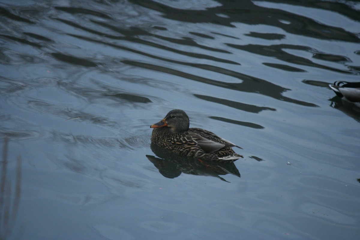 マガモ - ML647157408