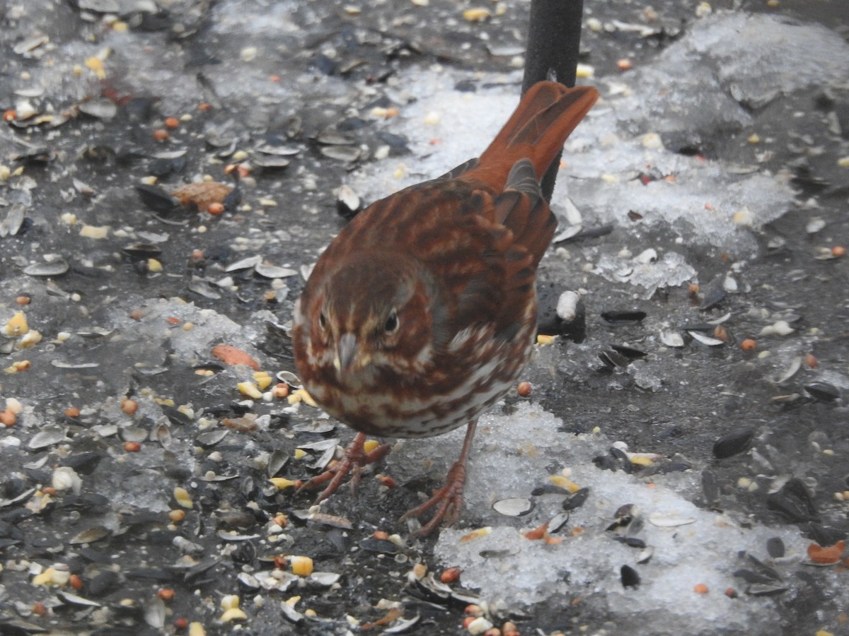 strnadec kaštanový - ML647157419