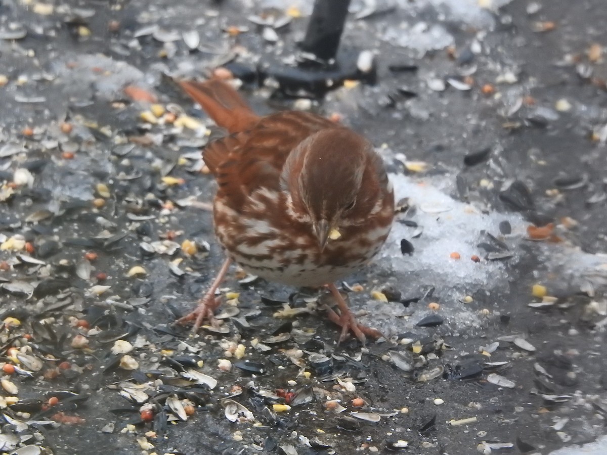 strnadec kaštanový - ML647157420