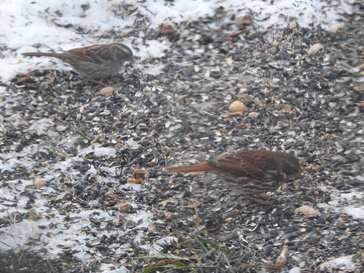 strnadec kaštanový - ML647157421