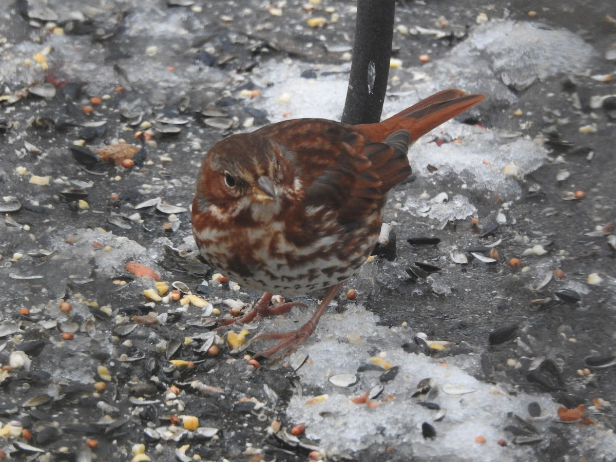 strnadec kaštanový - ML647157422