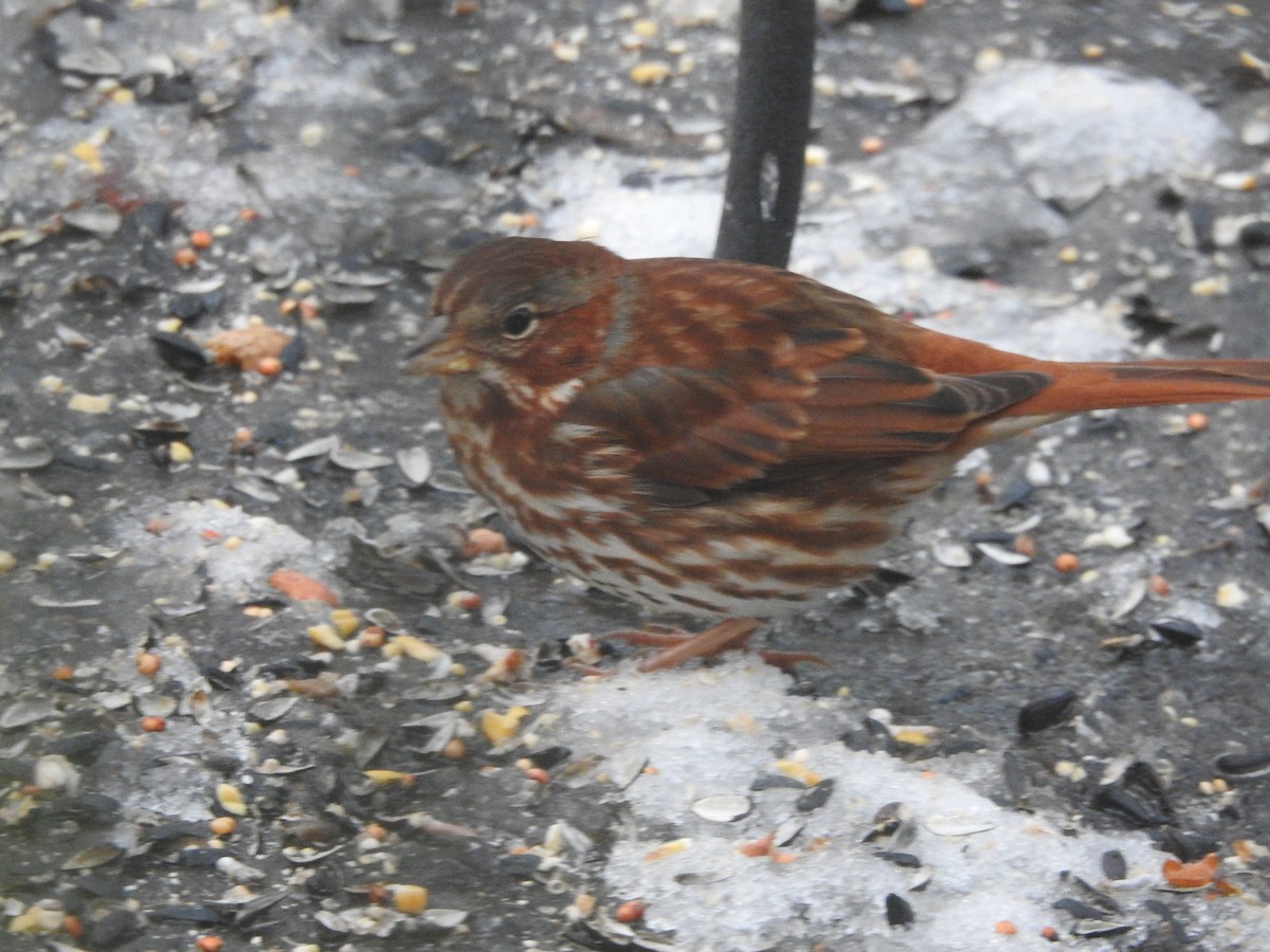 strnadec kaštanový - ML647157423