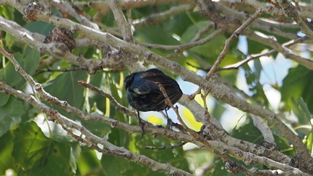 Indigo Bunting - ML647157429