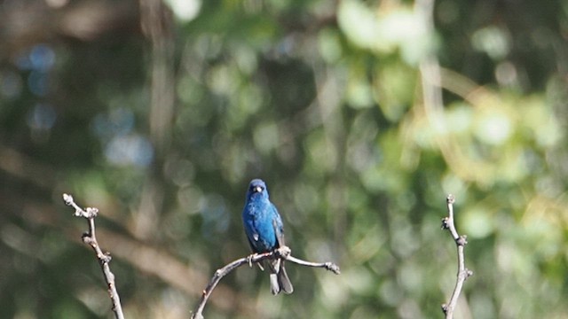 Indigo Bunting - ML647157430