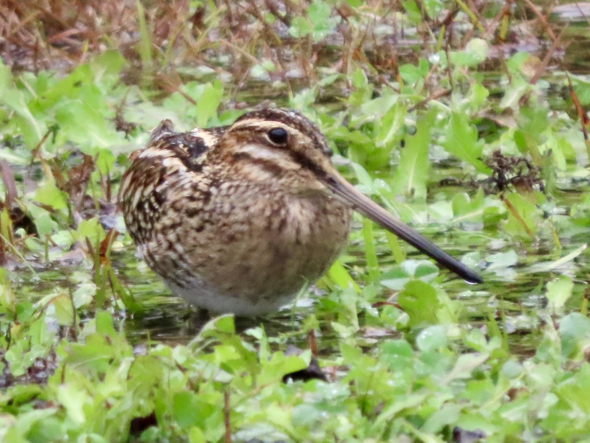 Wilson Suçulluğu - ML647157447