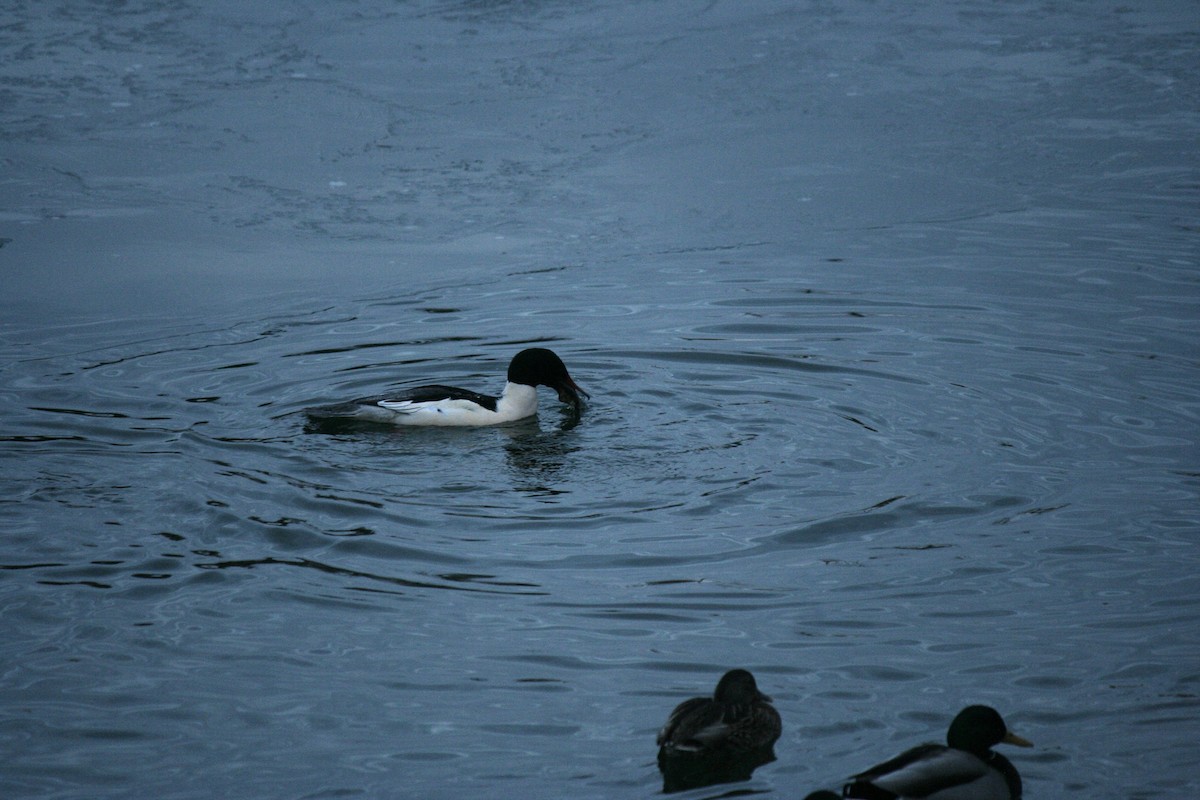 カワアイサ - ML647157450