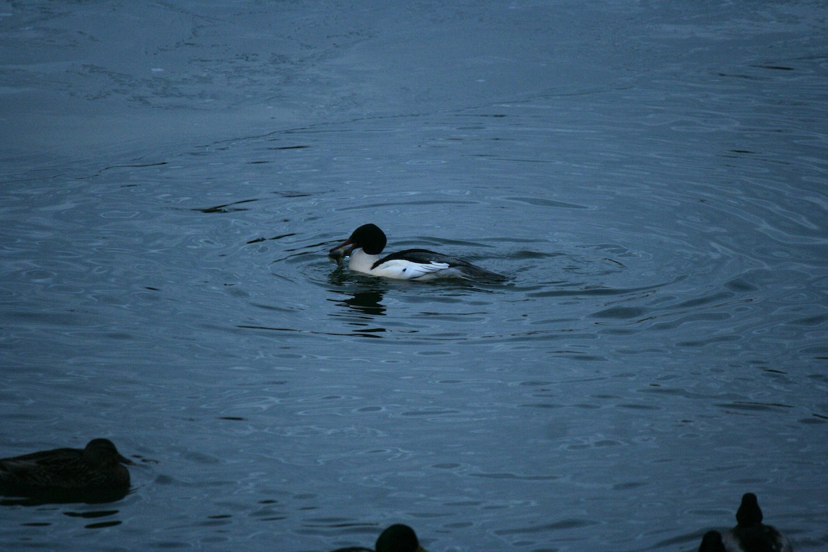 カワアイサ - ML647157451