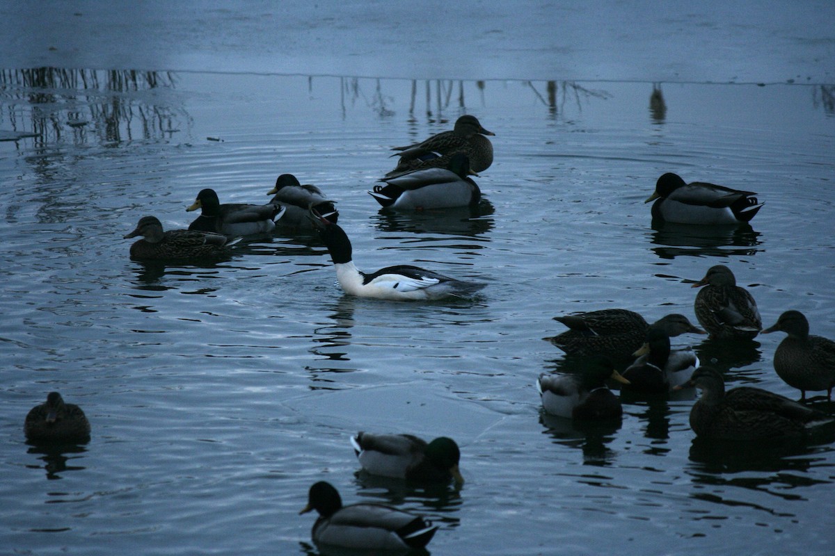 カワアイサ - ML647157452