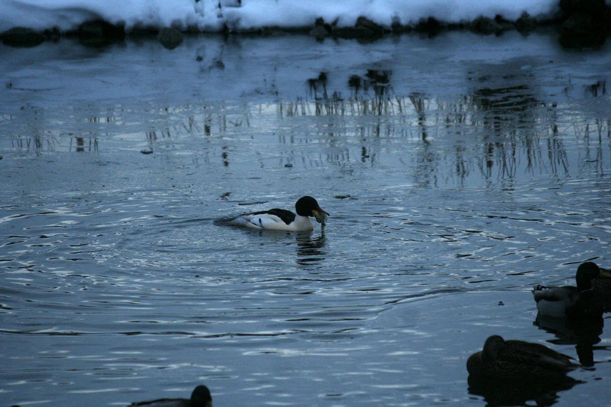 カワアイサ - ML647157453