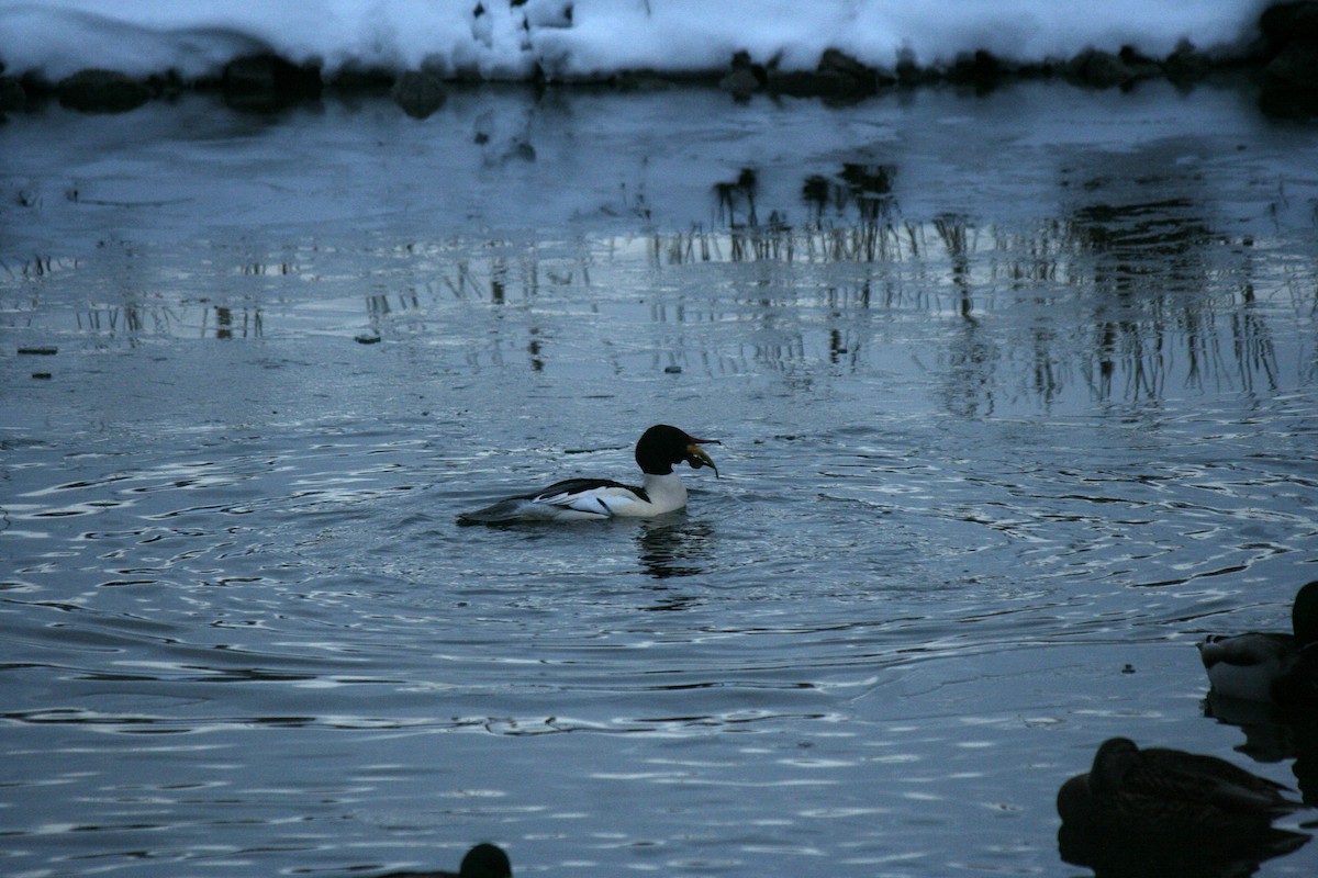 カワアイサ - ML647157454