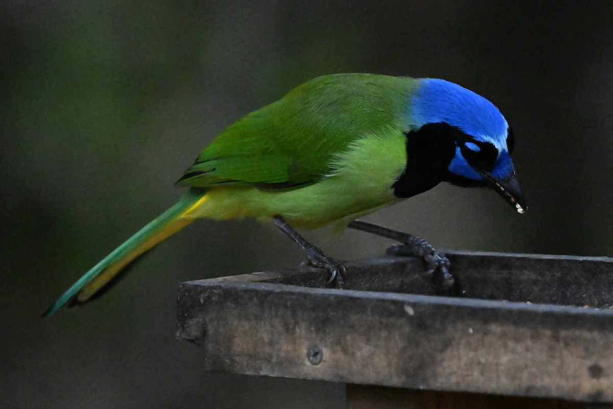 sojka zelenavá - ML647157455