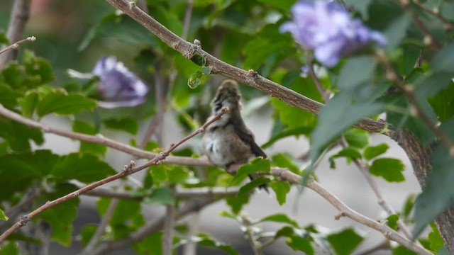 Black-chinned Hummingbird - ML647157456
