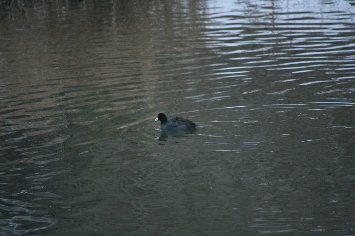 Лиска американська - ML647157467