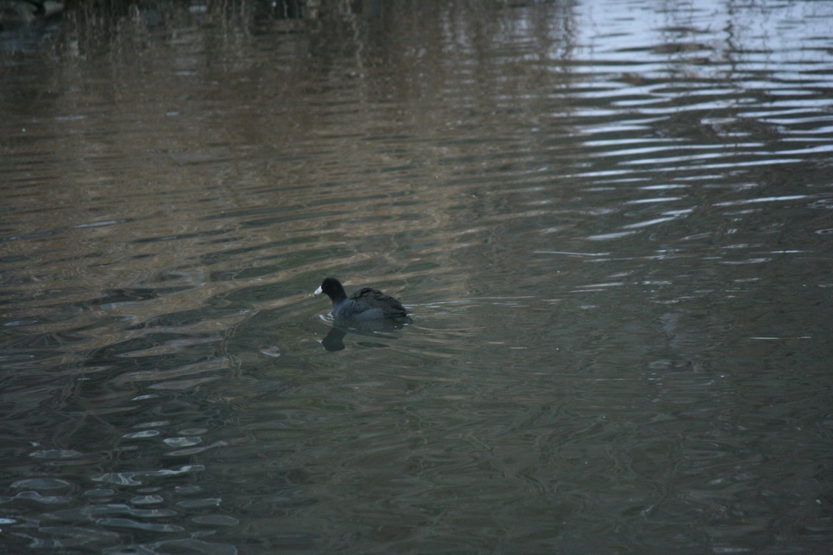 Лиска американська - ML647157468