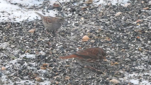 White-throated Sparrow - ML647157471