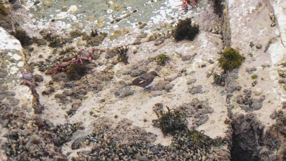 Береговая трясохвостка - ML647157477