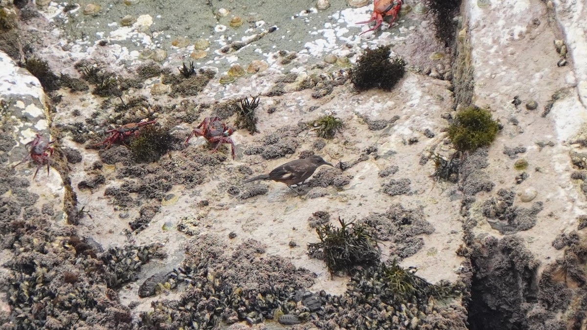 Береговая трясохвостка - ML647157478