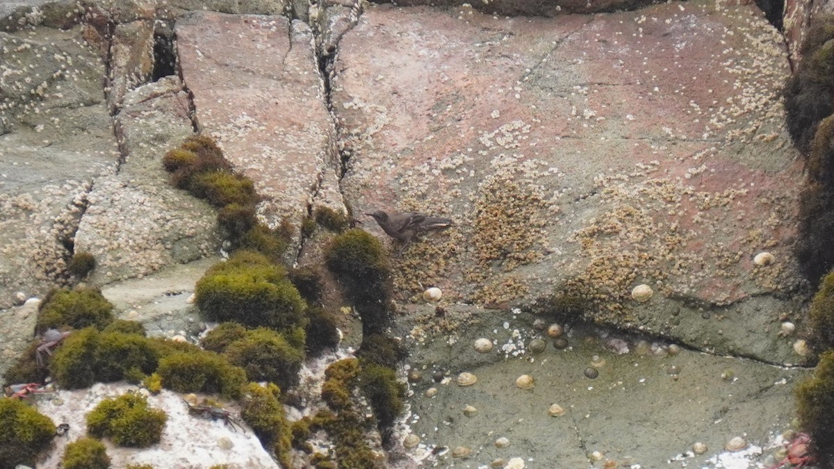 Береговая трясохвостка - ML647157479