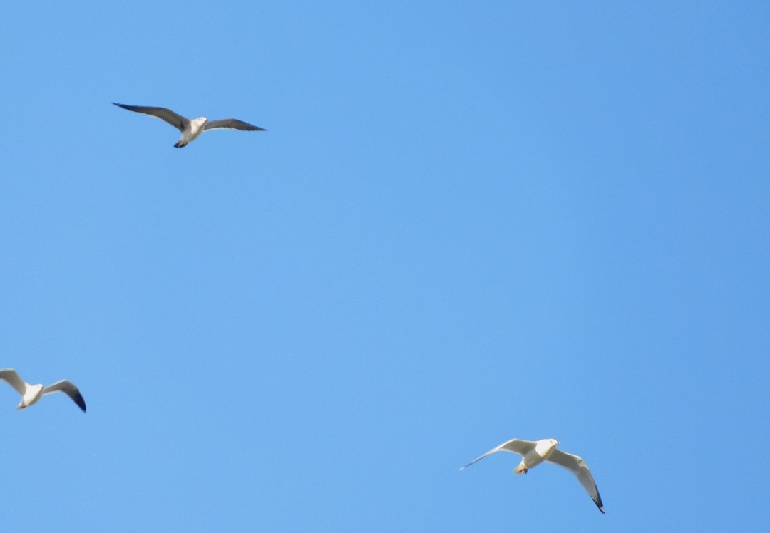 שחף בלתי-מזוהה - ML647157480