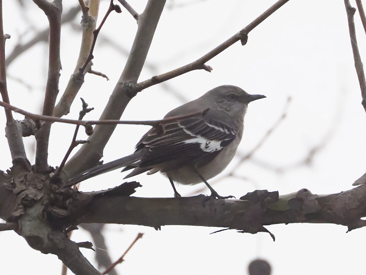 Пересмішник багатоголосий - ML647157481