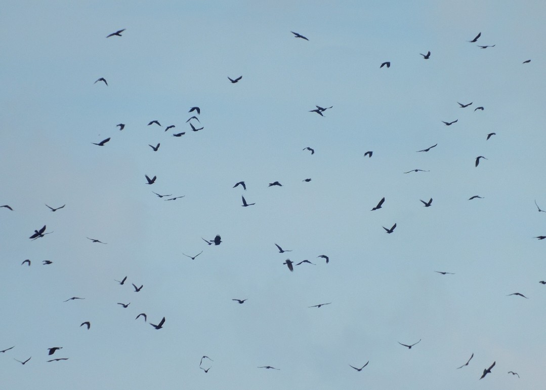 שחף בלתי-מזוהה - ML647157482